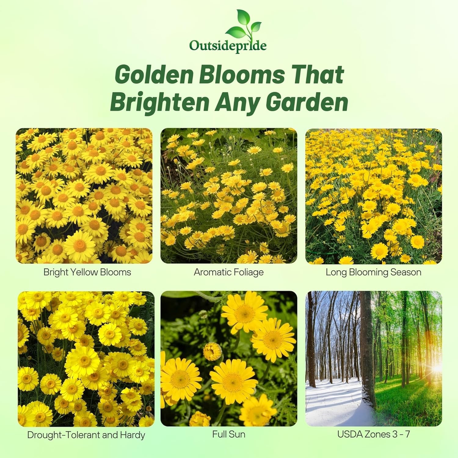 5000 Seeds Golden Marguerite Daisy Drought Tolerant Anthemis Tinctoria