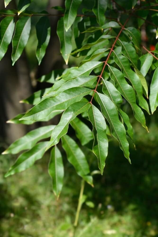 5 Soapberry Tree Seeds for Planting – Sapindus saponaria – Wingleaf Soapberry