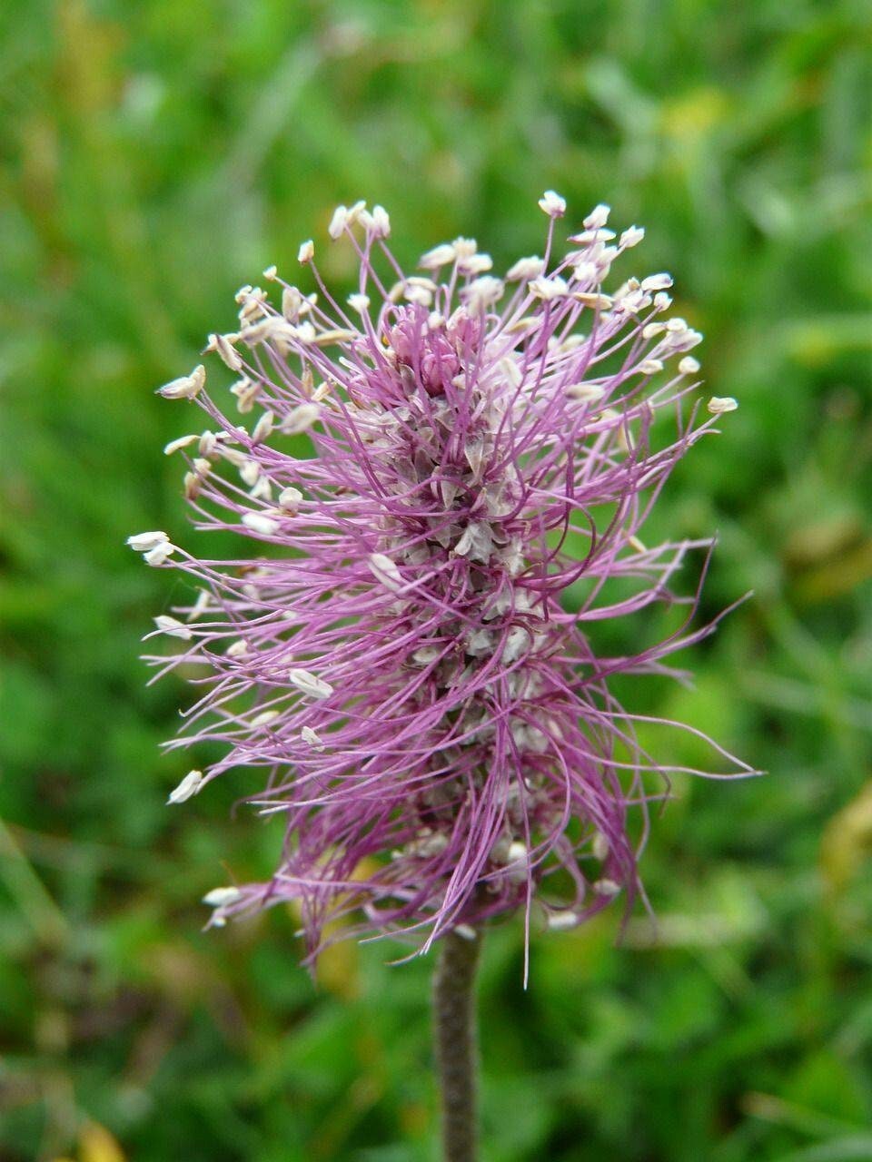 Flowering Plantain 50+ Seeds ~ Plantago media~ Bee & Pollinator Magnet, Hoary