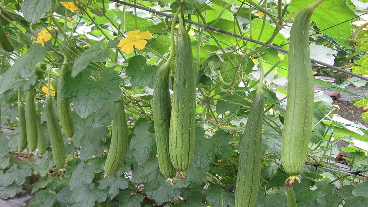 Luffa Gourd – 15 Seeds 2023 – USA