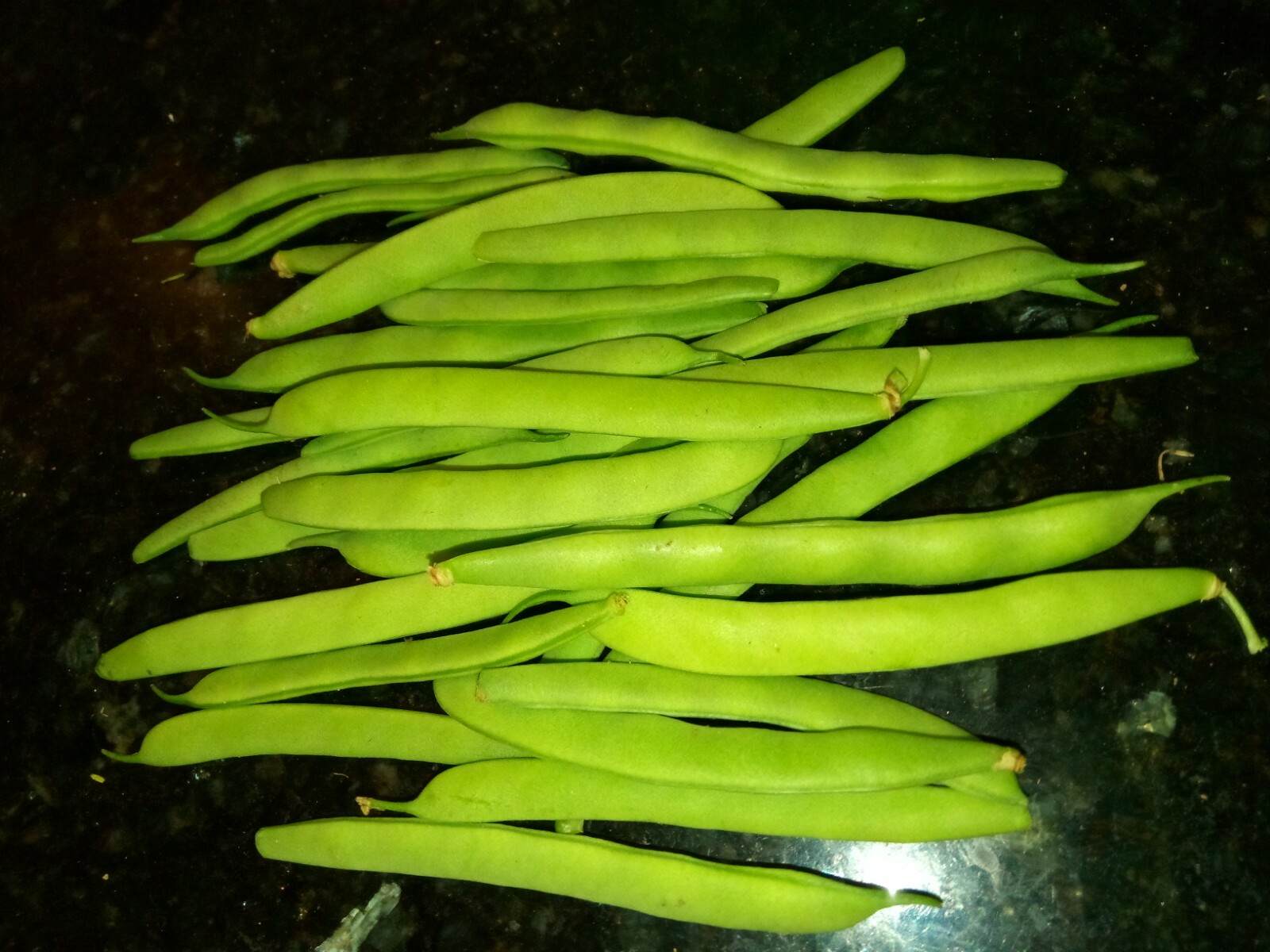 25 Black Turtle Bush Bean Seeds, US grown.