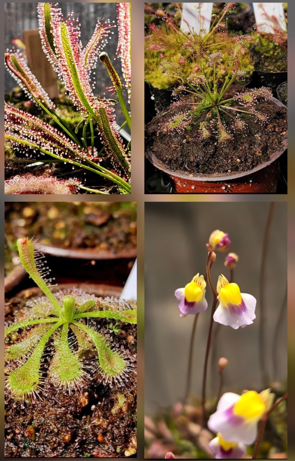 CARNIVOROUS PLANT 4 PACK- LIVE-USCI (Sundews And Bladderwort)