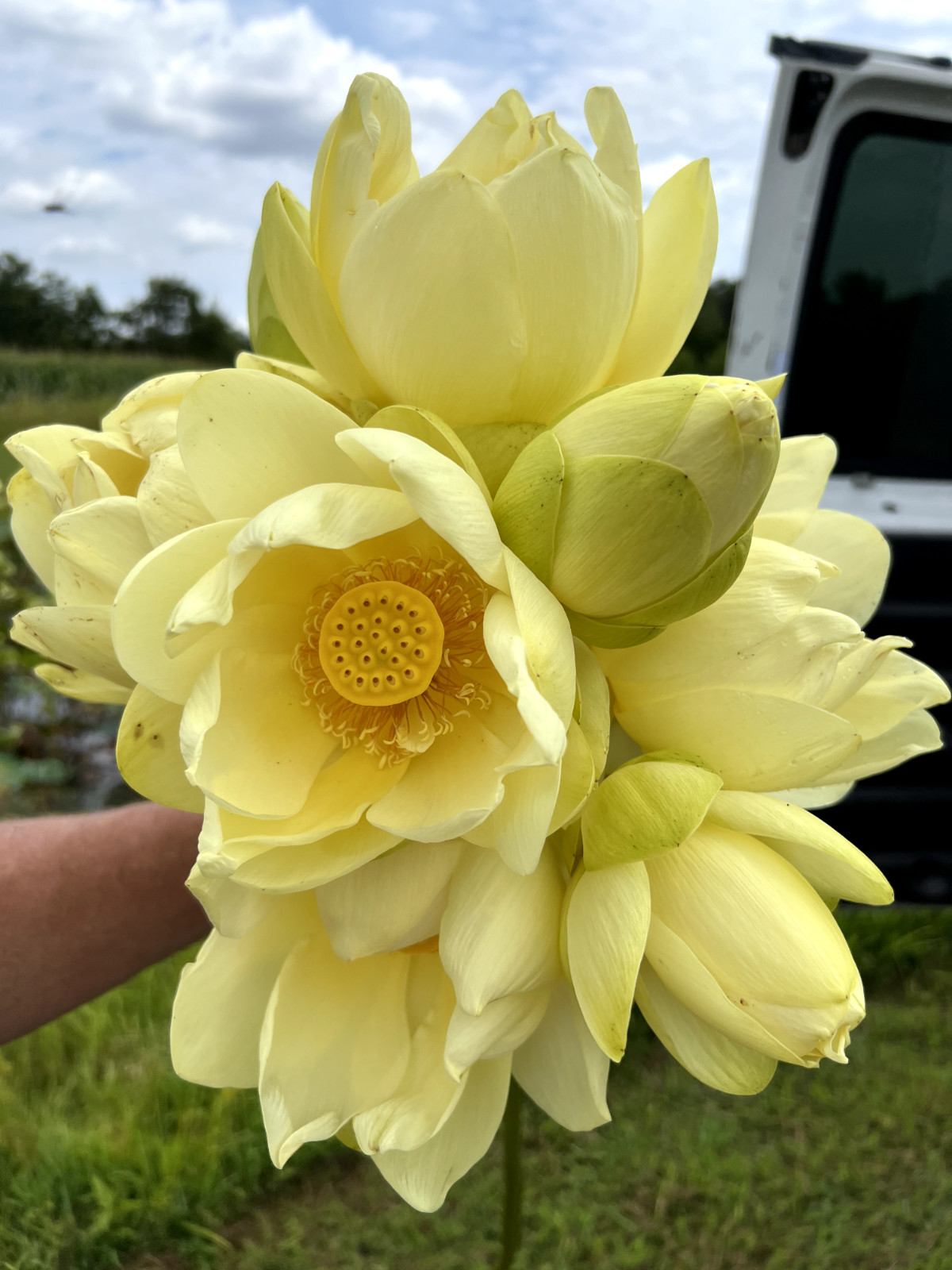 10 Seeds Yellow Lotus Flower Seeds American Water Lily for Pots or Pond