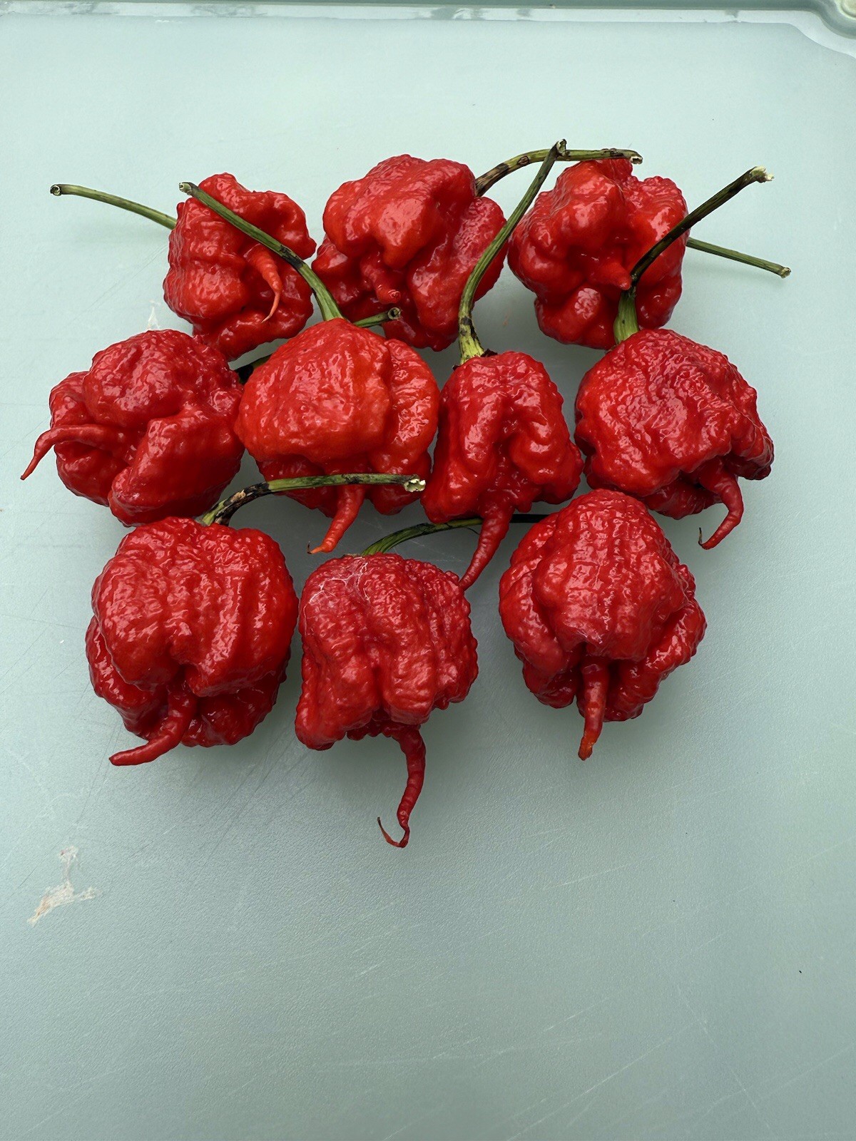 10+ Carolina Reaper Pepper Seeds World Record 100% Organic Free shipping