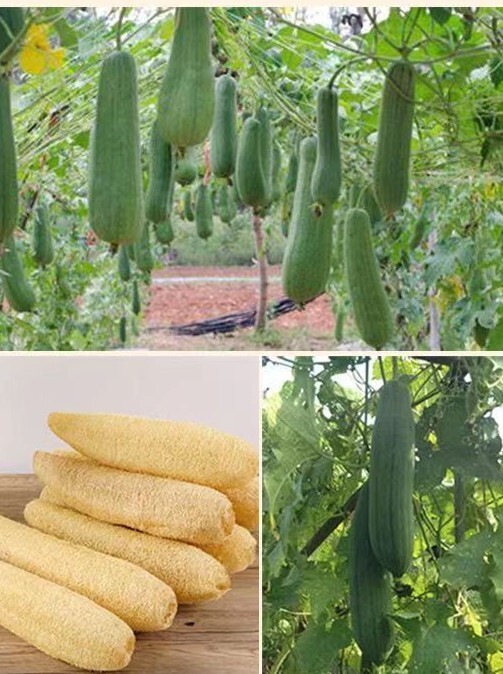 15+Sponge dishcloth Gourd Seeds Luffa Sponge Gourd Seeds Smooth Loofah Sigua USA