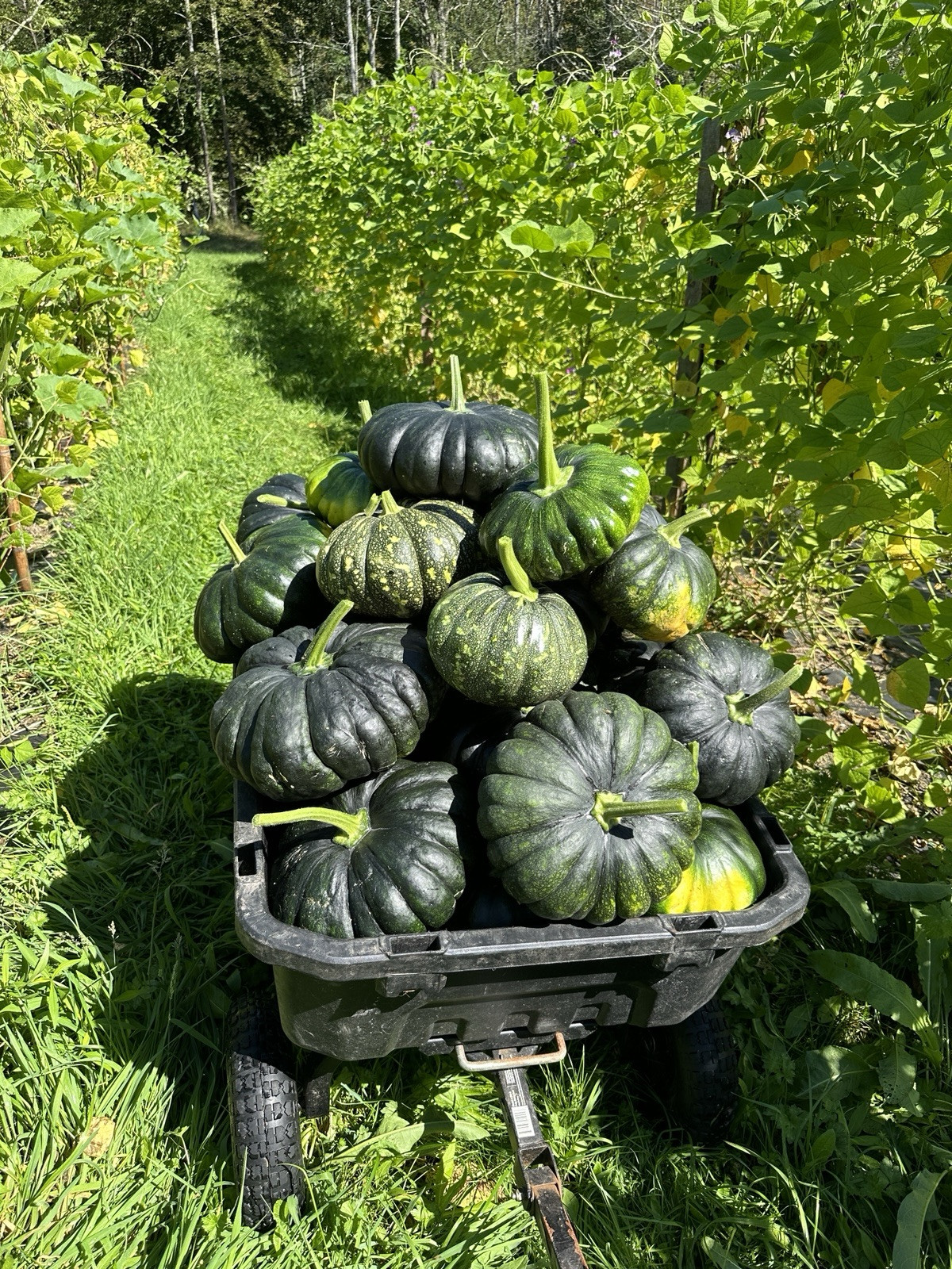 Sweet Pumpkin Black || Bangladeshi Sweet Kali Kumra || Siam -1 || 8 Seeds