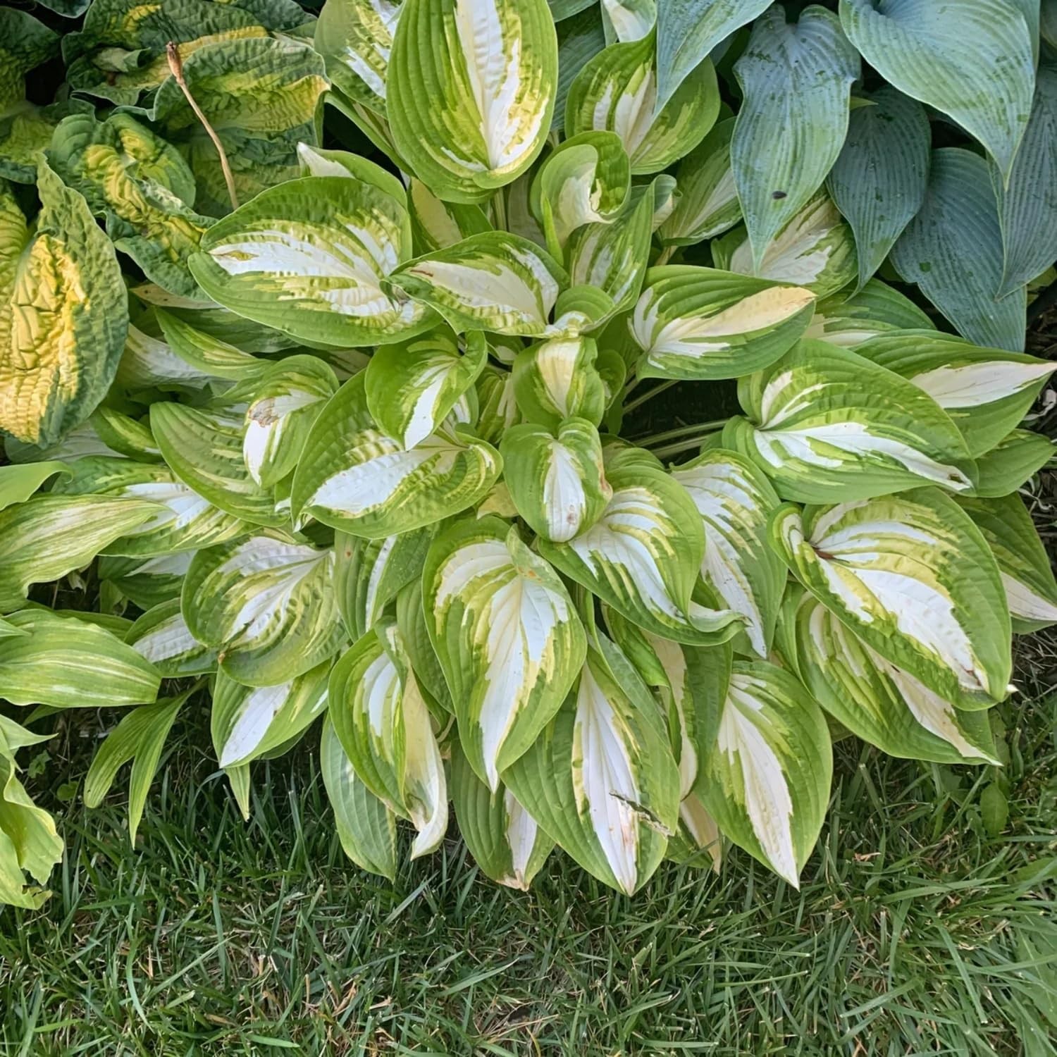 330+ Mixed Color Hosta Seeds for Planting – Shade-Tolerant Perennials, Dual Use