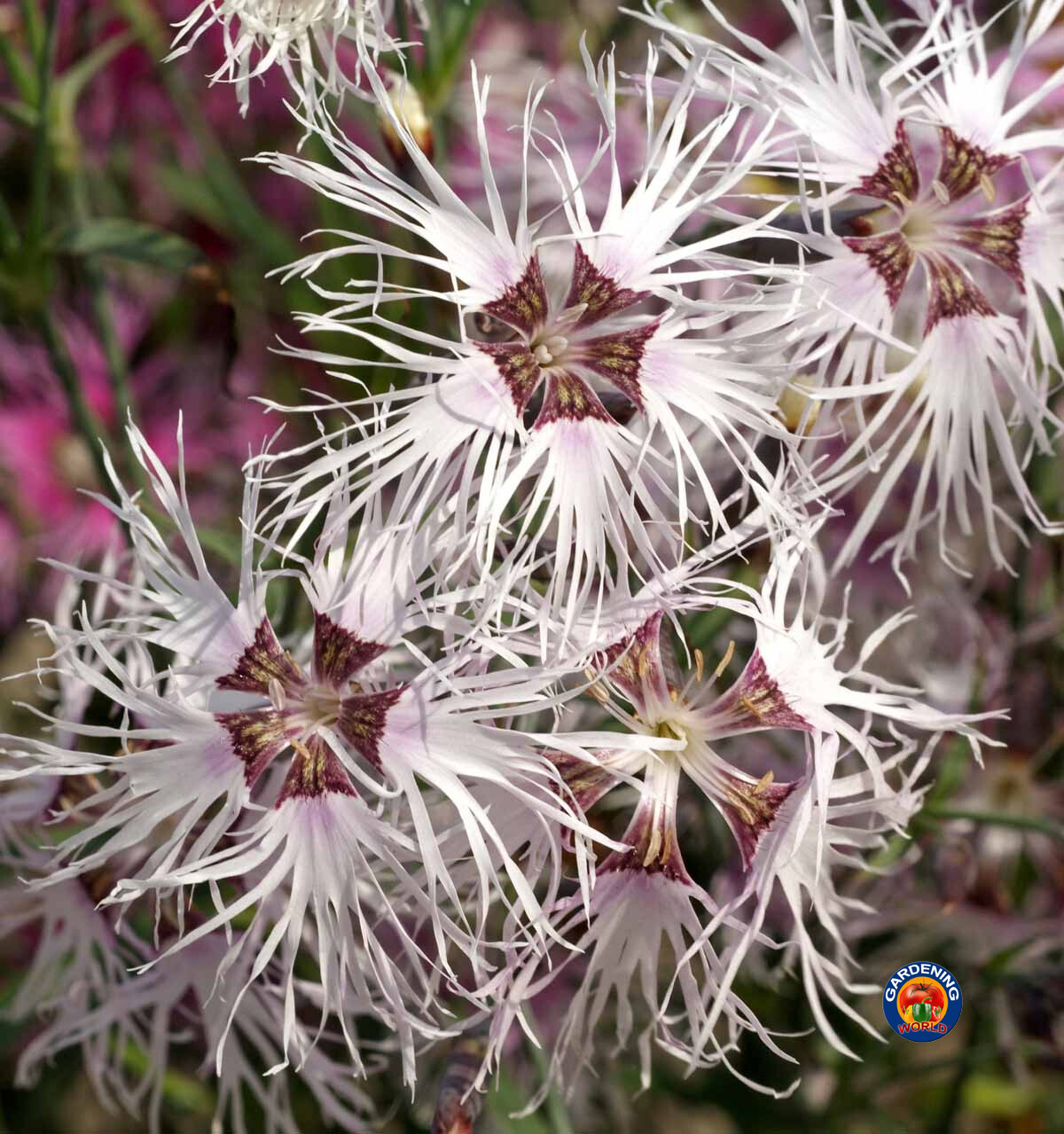 1oz Dianthus Rainbow Loveliness Mixed Flower Seeds (50,000+ Seeds)