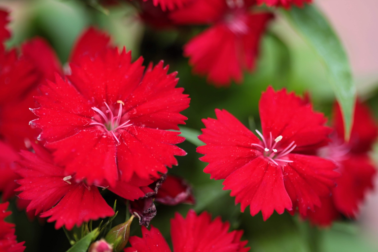 100 RED CARDINAL DIANTHUS Caryophyllaceae Flower Seeds *Flat S/H