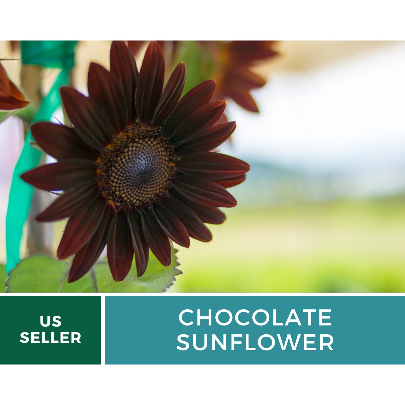 Sunflower, Chocolate – Heirloom Seeds – Fall Colors (Helianthus annuus)