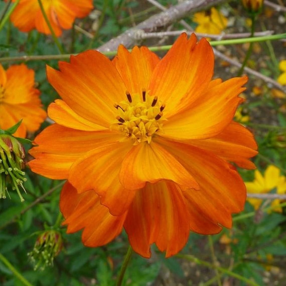 Cosmos Seeds Tall Orange Sulphur 100 Ct Flower Garden ANNUAL USA FREE S&H