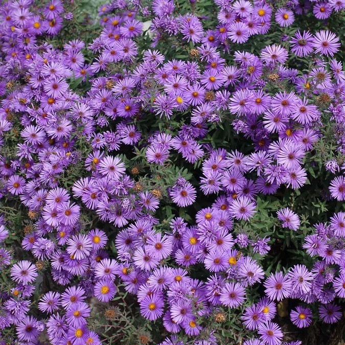 NEW ENGLAND ASTER SEEDS (Aster novae-angliae) | 500 Seeds , Perennial – USA