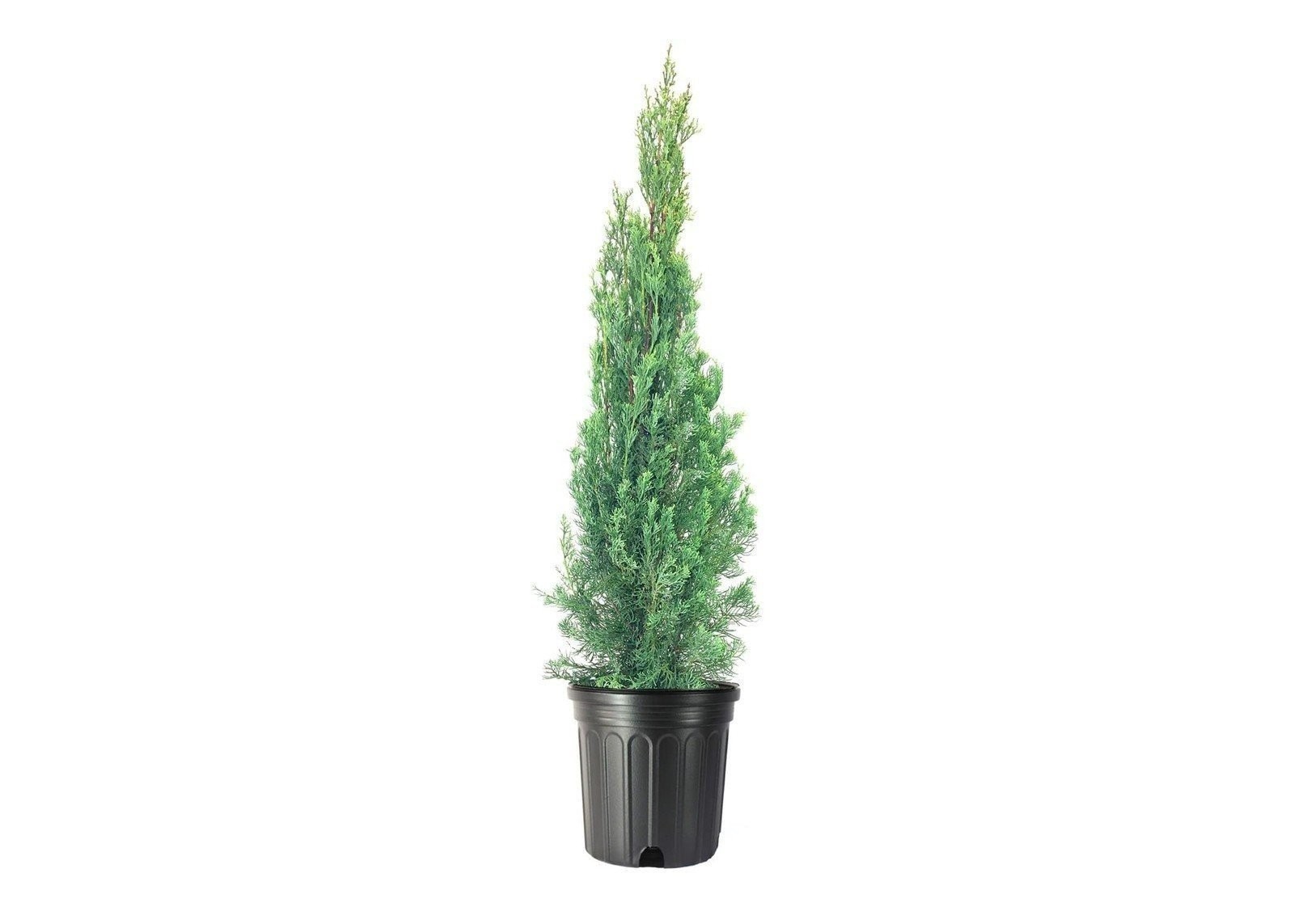 Italian Cypress | 3 Gallon | Cupressus sempervirens | Low Maintenance | Hardy