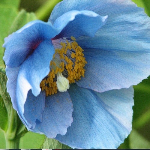 2,500 Stratified Mystic Blue Himalayan Meconopsis Poppy Seeds For Planting