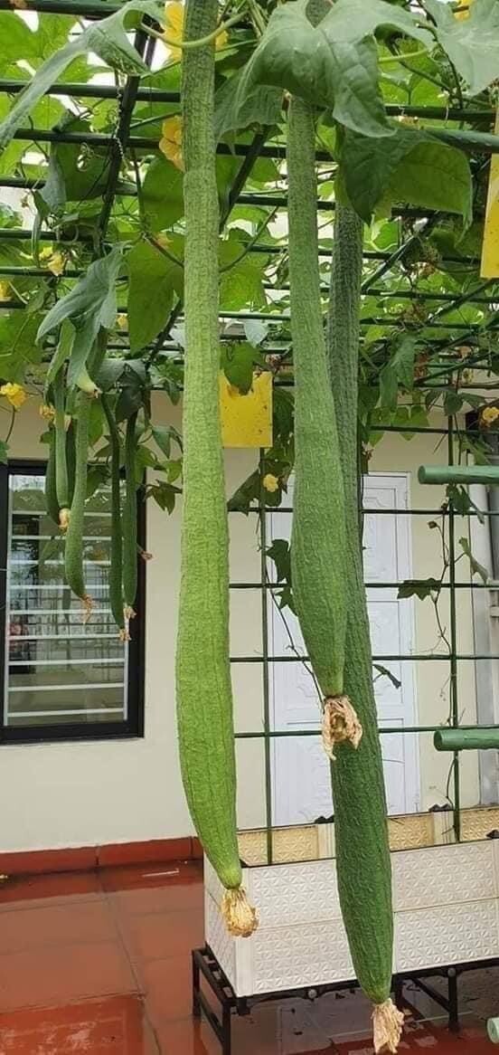 Extra Long Luffa And Bitter Melon And Long Yard Bean 100 Seeds