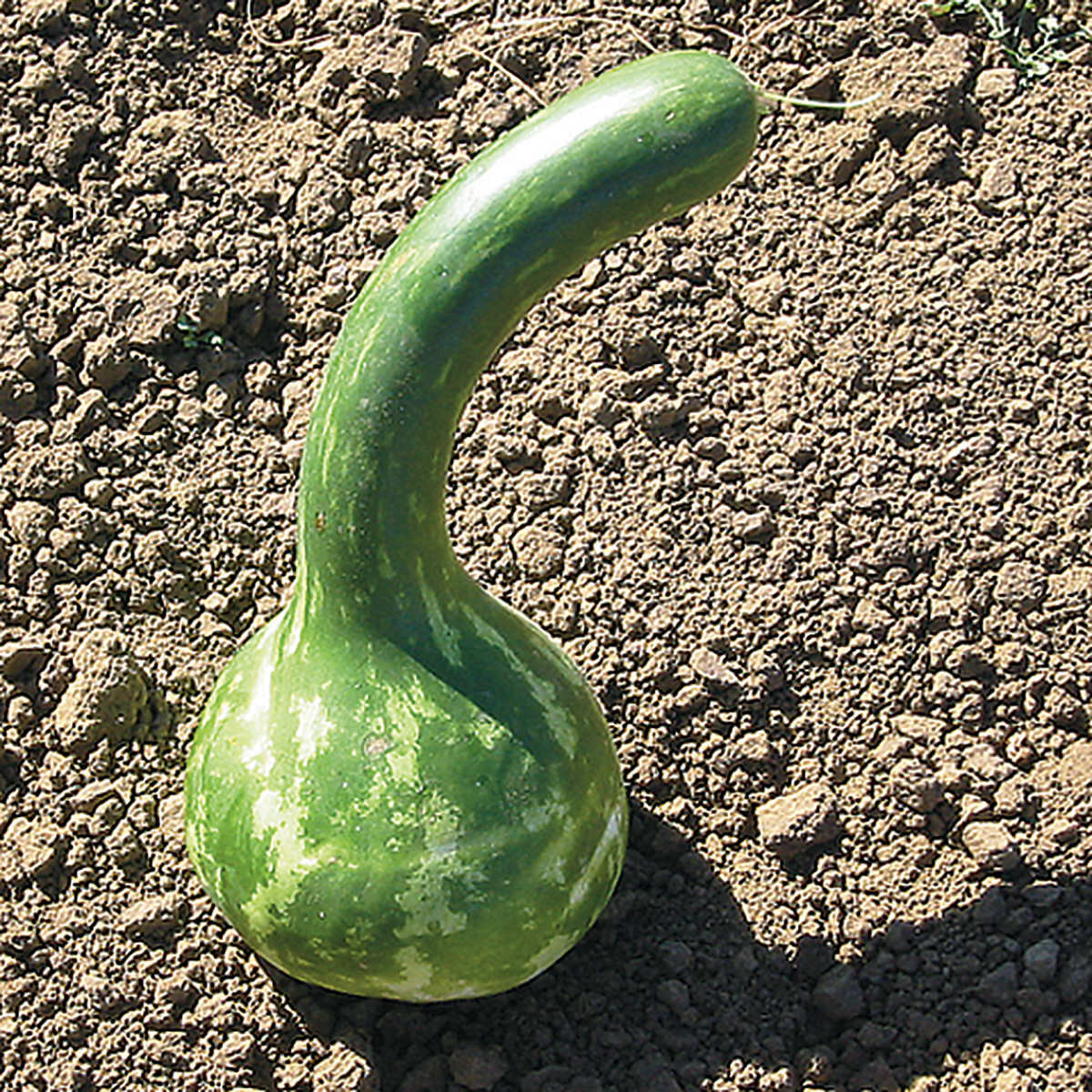 Dipper Gourd Seeds 5 Ct Long Handle Bottle Heirloom NON-GMO USA FREE SHIPPING