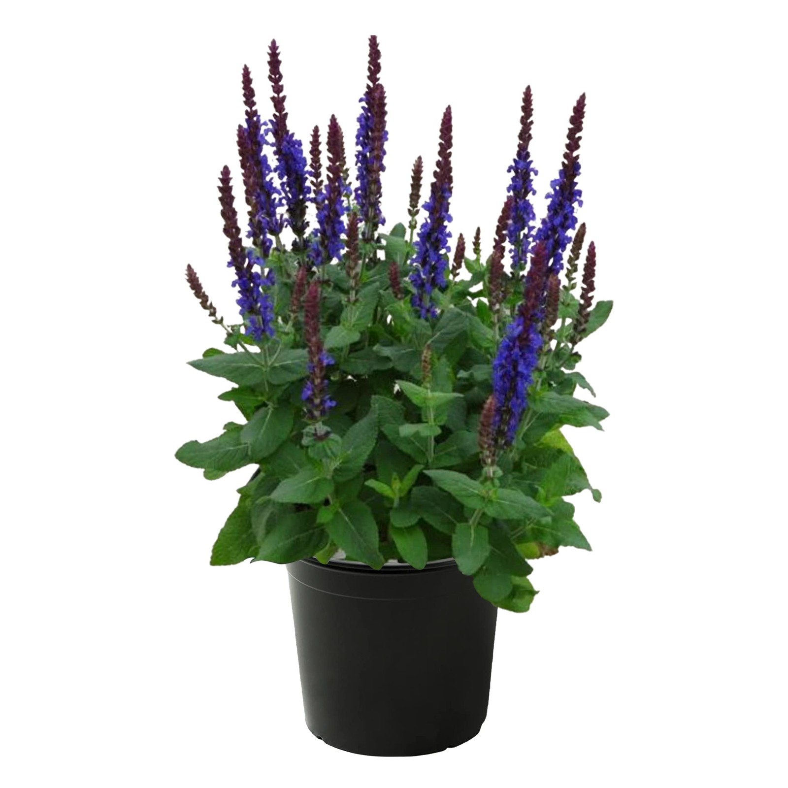 Live Salvia – Blue – Beautiful Upright Perennial – Healthy Spring Plant – 12″…