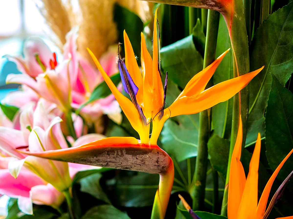 Birds of Paradise Seeds – For 2025 Planting Strelitzia Reginae Orange Blue