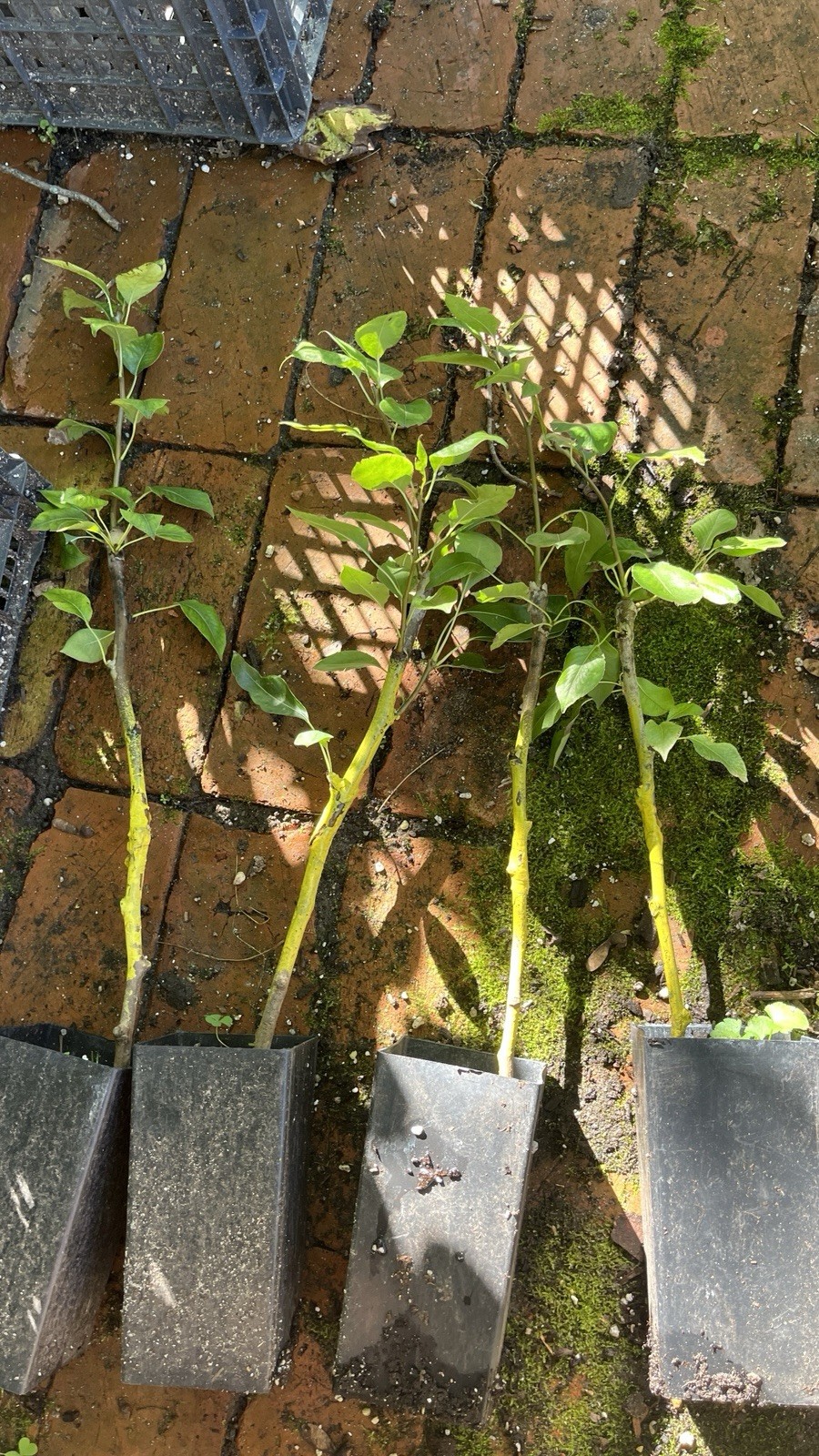 1 grafted tree Hendre Huffcap Cider Pear plant 15-18” tall