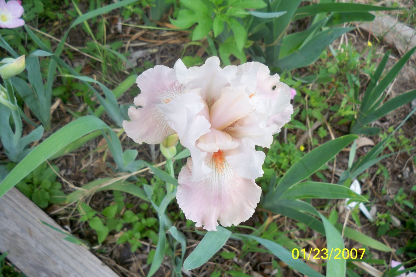 Beautiful Bearded Iris Rhizomes #62