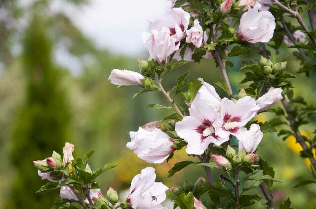 Marshmallow Seeds (Althaea Officinalis) – 100 Seeds – Marsh Mallow Garden Herb