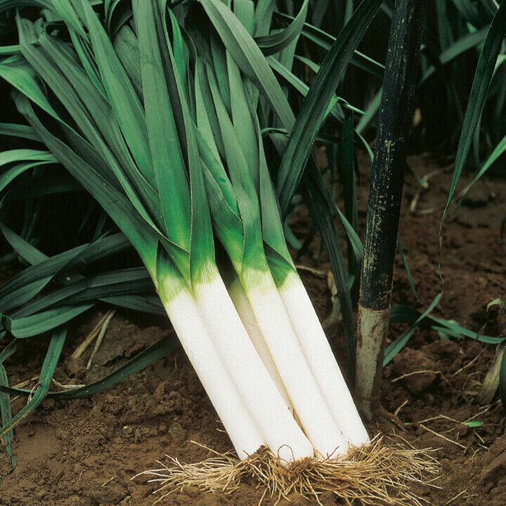 SCARBOROUGH SEEDS LARGE AMERICAN FLAG LEEK 500 SEEDS HEIRLOOM | NON-GMO | USA