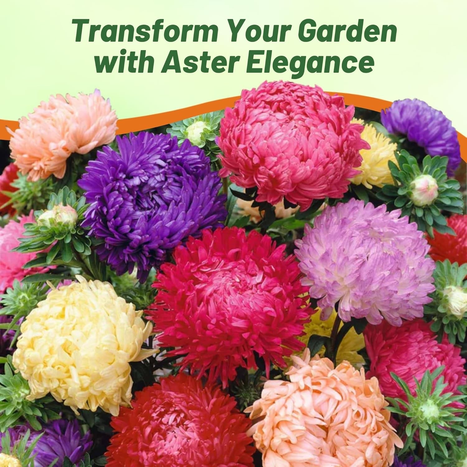 2000 Seeds Paeony Aster Seed Mix For Planting – Aster Callistephus Tall