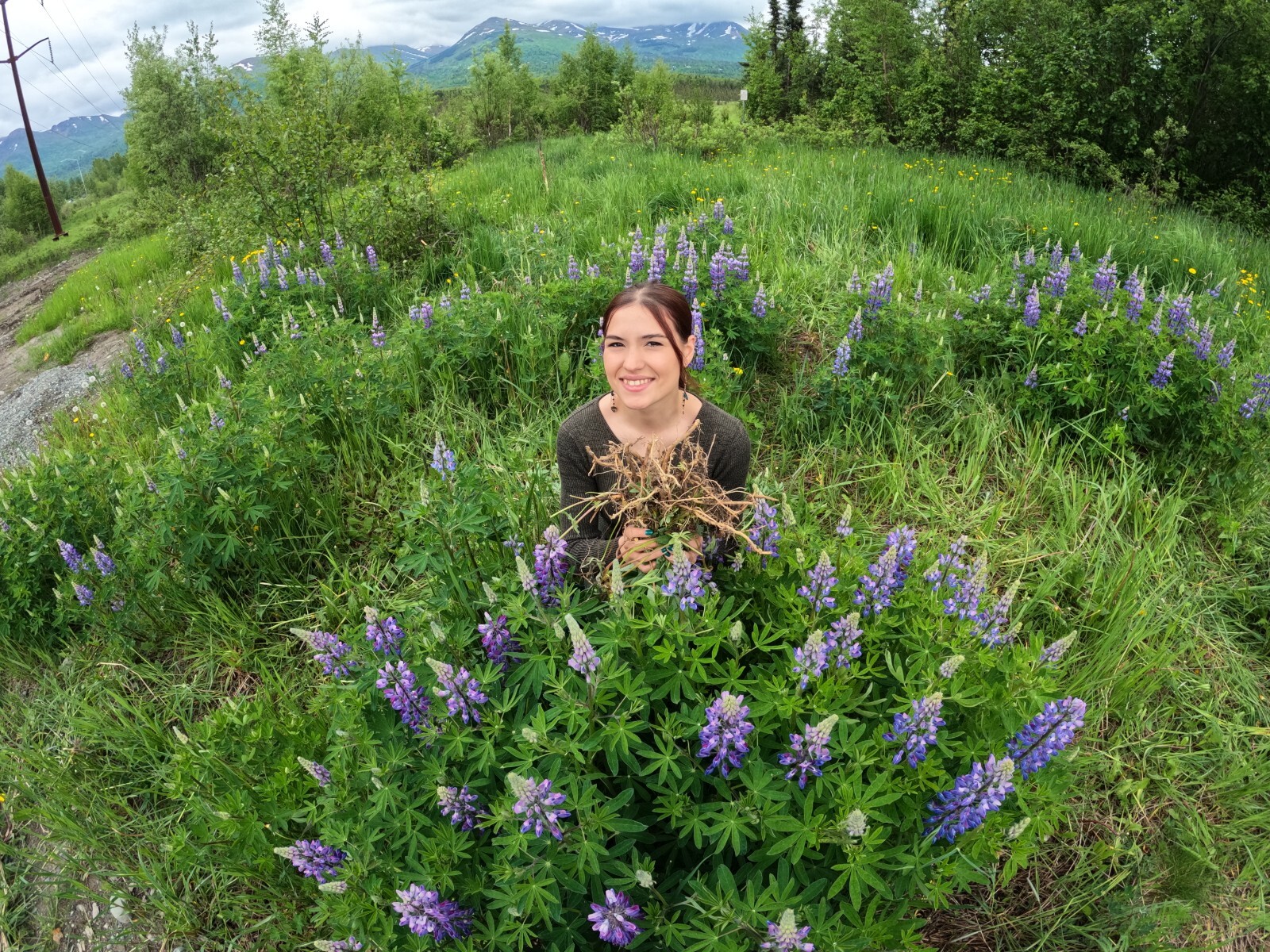 Lupine Alaska Wild Harvested Five Live Dormant Roots / Lupinus perennis