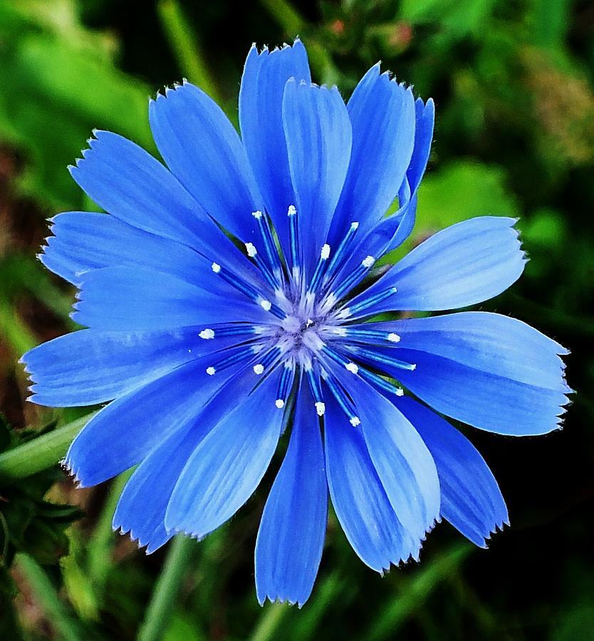 1001+CHICORY Flower Seed Organic Natural Herbal Tea Coffeeweed Edible Wildflower