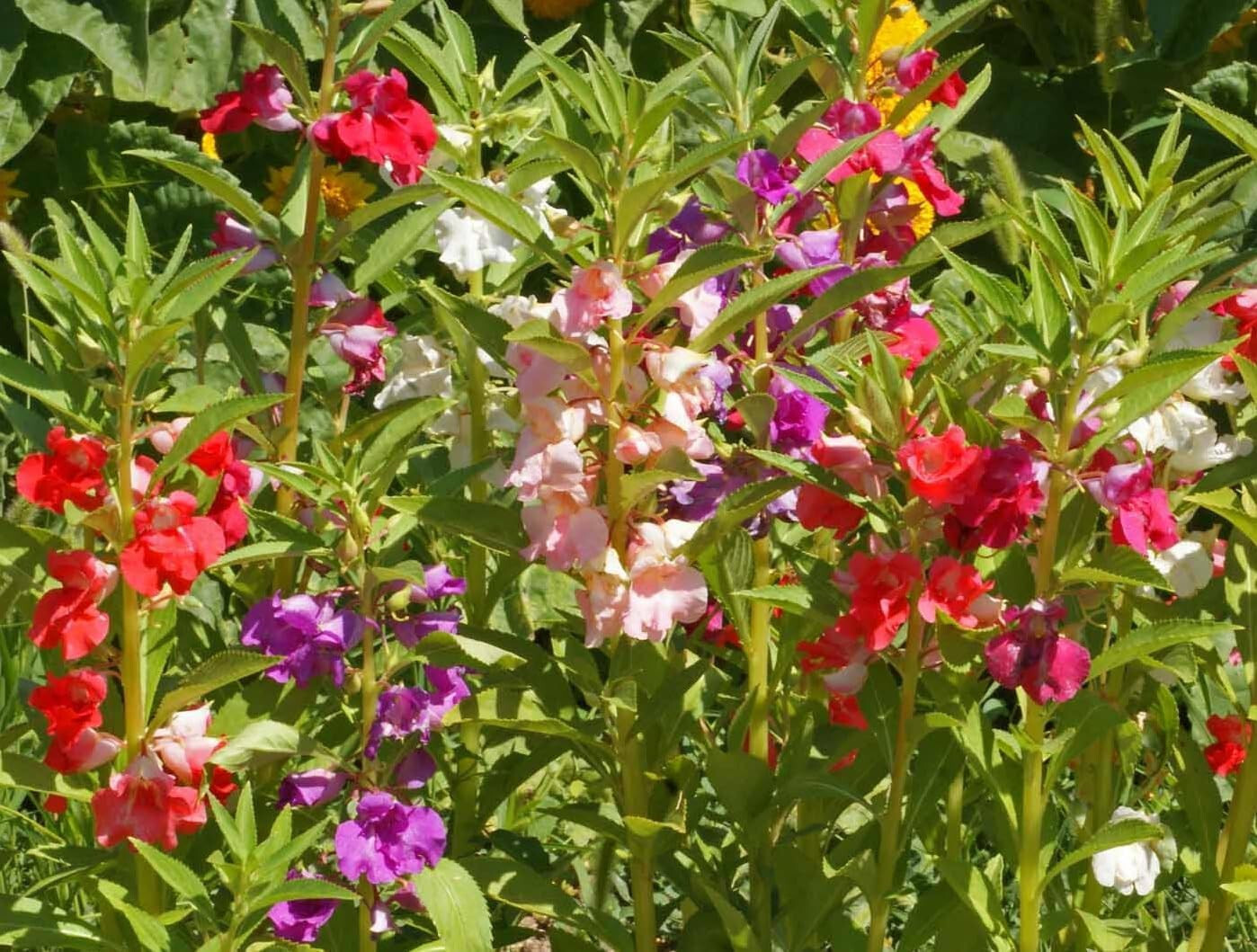 250 Balsam Flower Seeds, ‘Tom Thumb Mix’, Impatiens balsamin