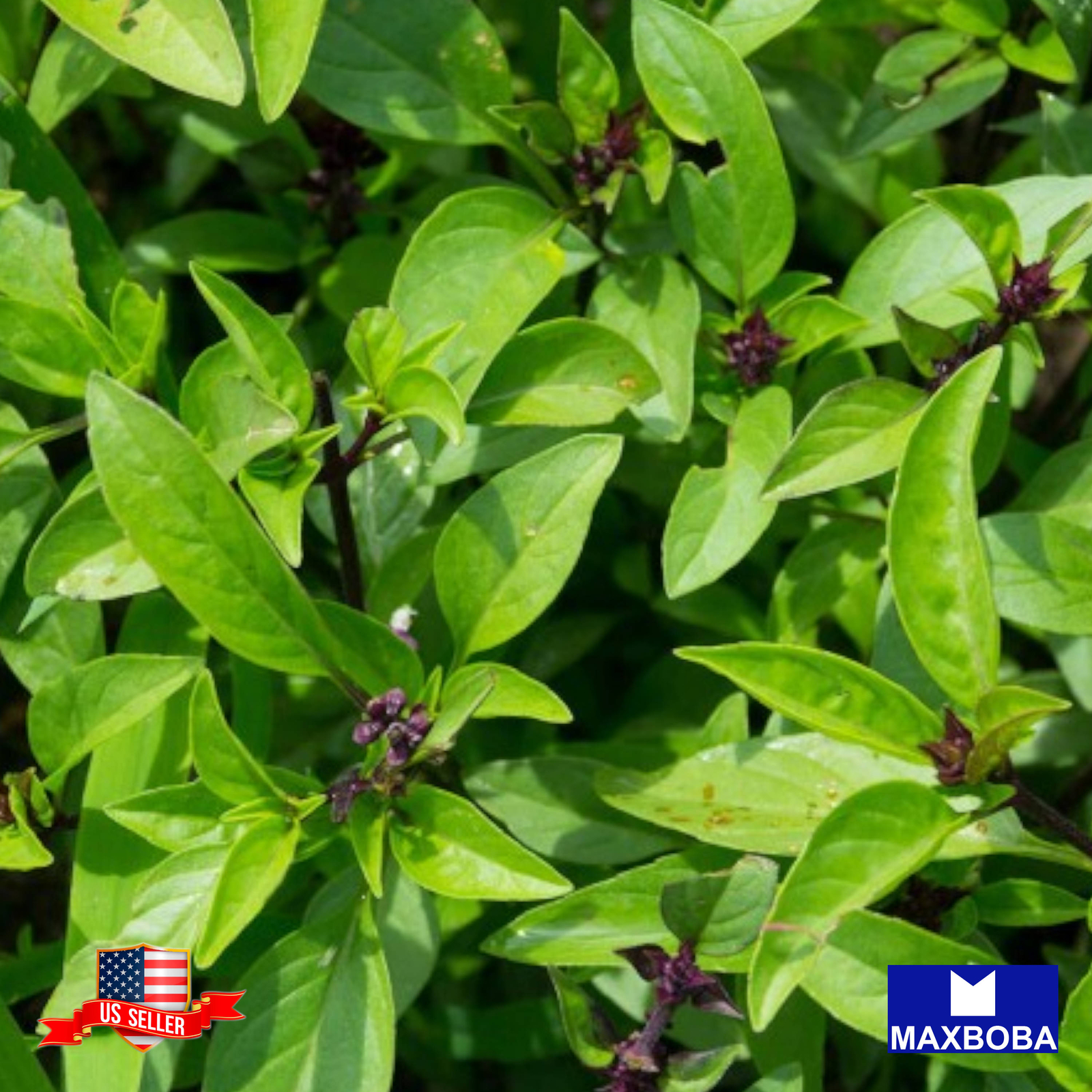 Basil Seeds Licorice Heirloom Non-GMO