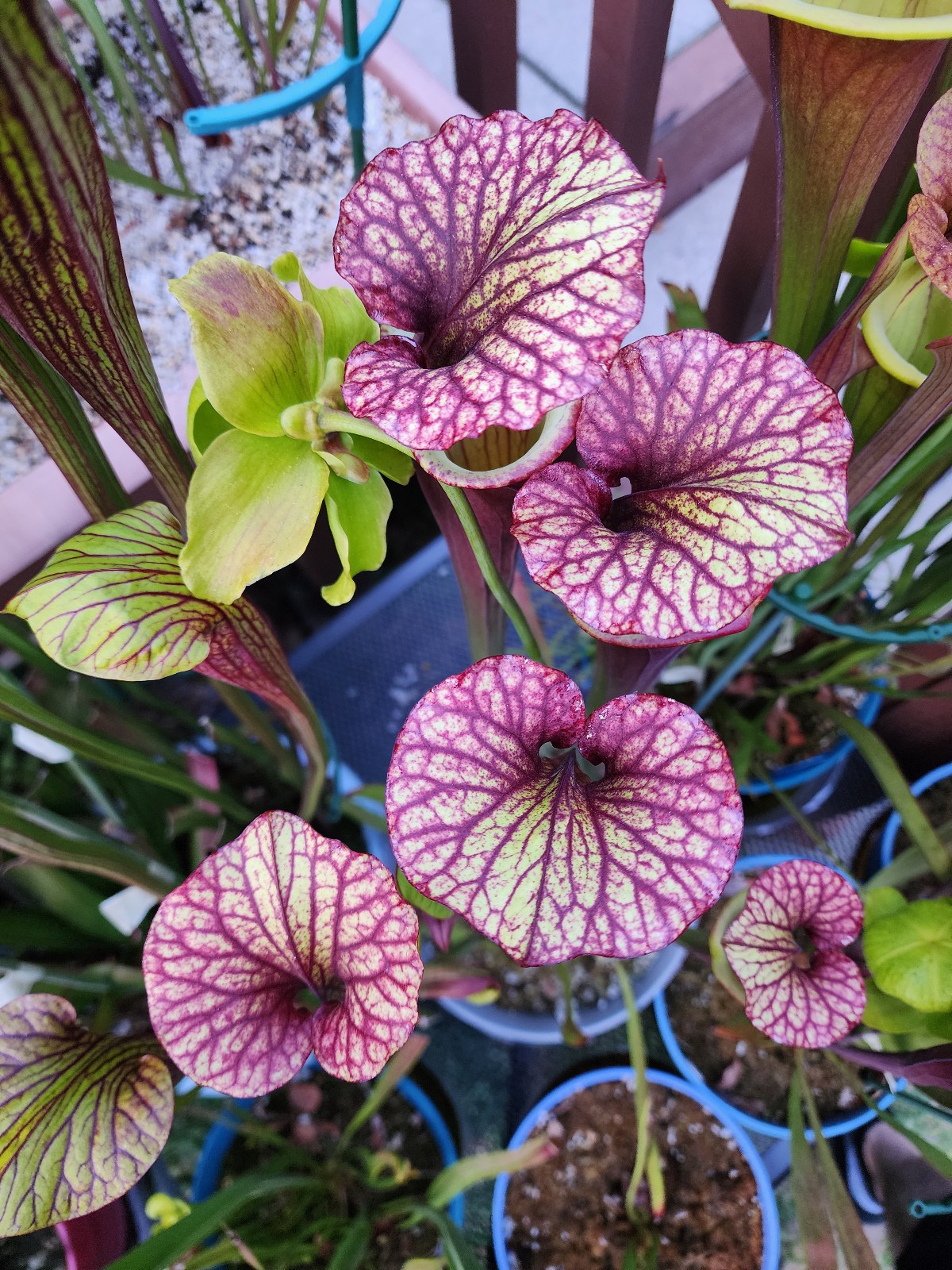 2025 SARRACENIA SEEDS: DRAGON QUEEN X KRIMZN TIDE [CARNIVOROUS PLANT SEED]