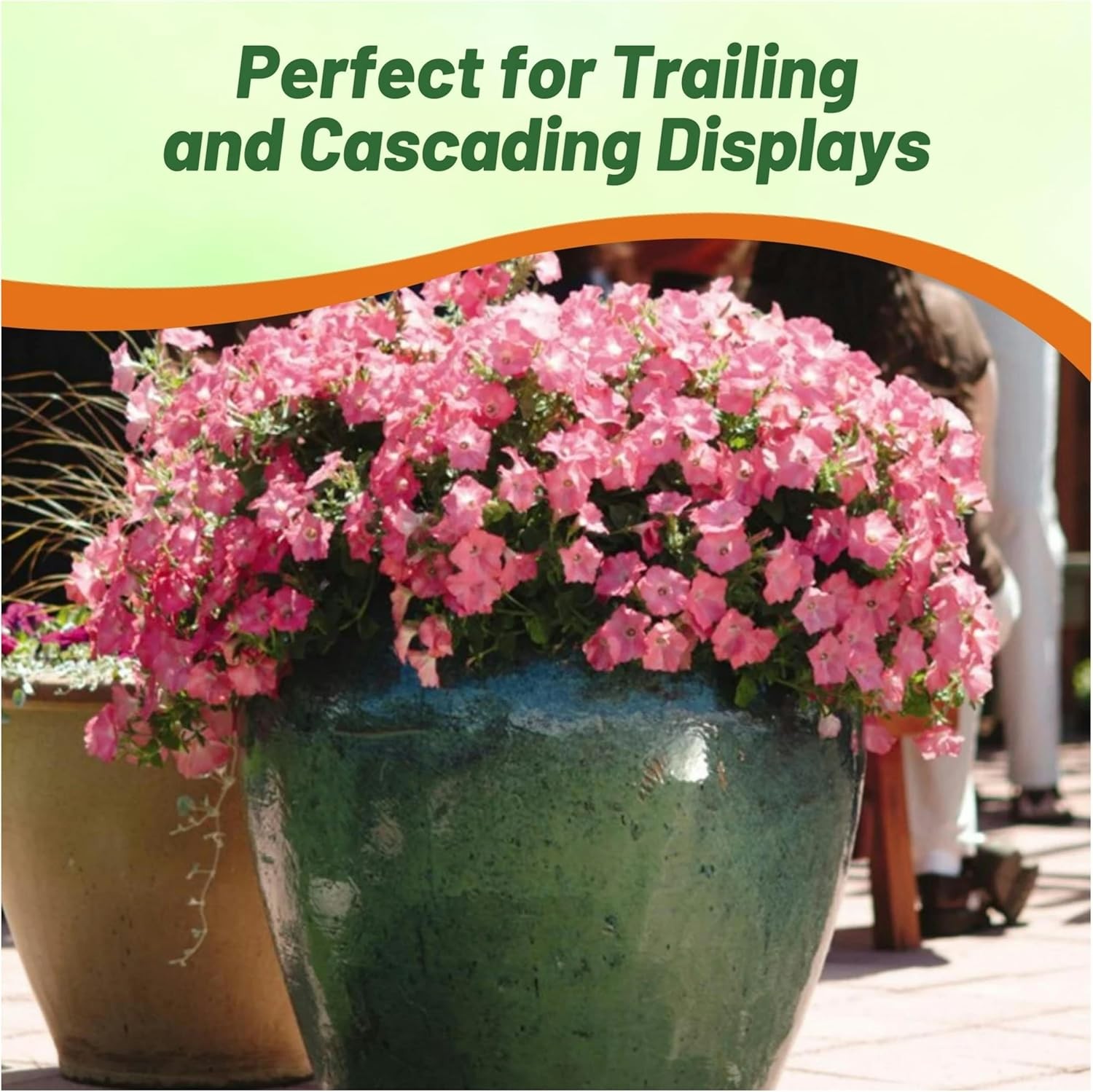 30 Seeds Easy Wave Spreading Petunia Coral Reef Flower Seeds