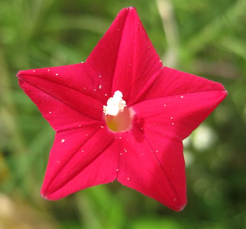 50+ CARDINAL CLIMBER SEEDS HUMMINGBIRD VINE RARE BEES FLOWER BLOOMS TRELLIS USA