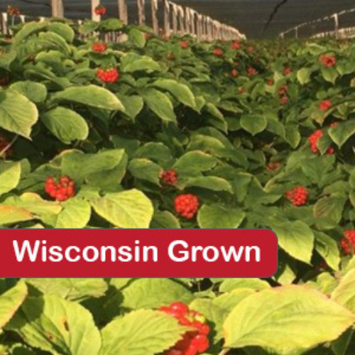 1000 Stratified American Ginseng Seeds. Grow your own Wild Ginseng Roots
