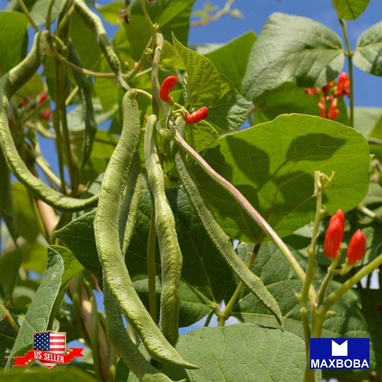 Bean Seeds – Pole – Scarlet Runner Non-GMO Heirloom Garden