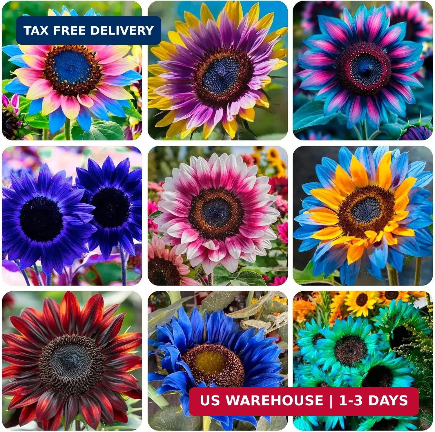 480+ Perennial Sunflower Flower Seeds for Planting Attracts Butterflies & Bees H