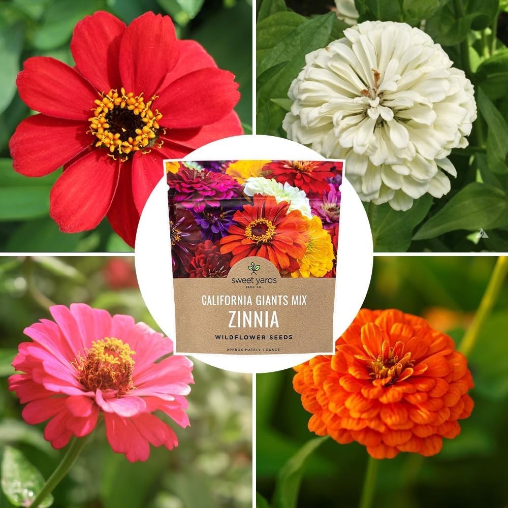 Heirloom Zinnia Seeds – 1 Ounce with 3,000 Seeds for Colorful Spring-Fall Blooms