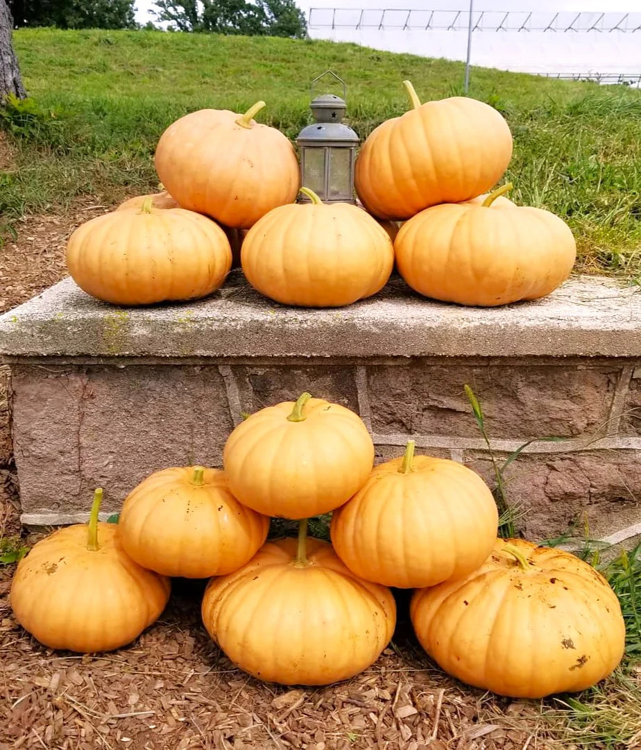 Long Island Cheese Pumpkin Seeds | Tan Fairytale Cinderella Squash Seed 2025