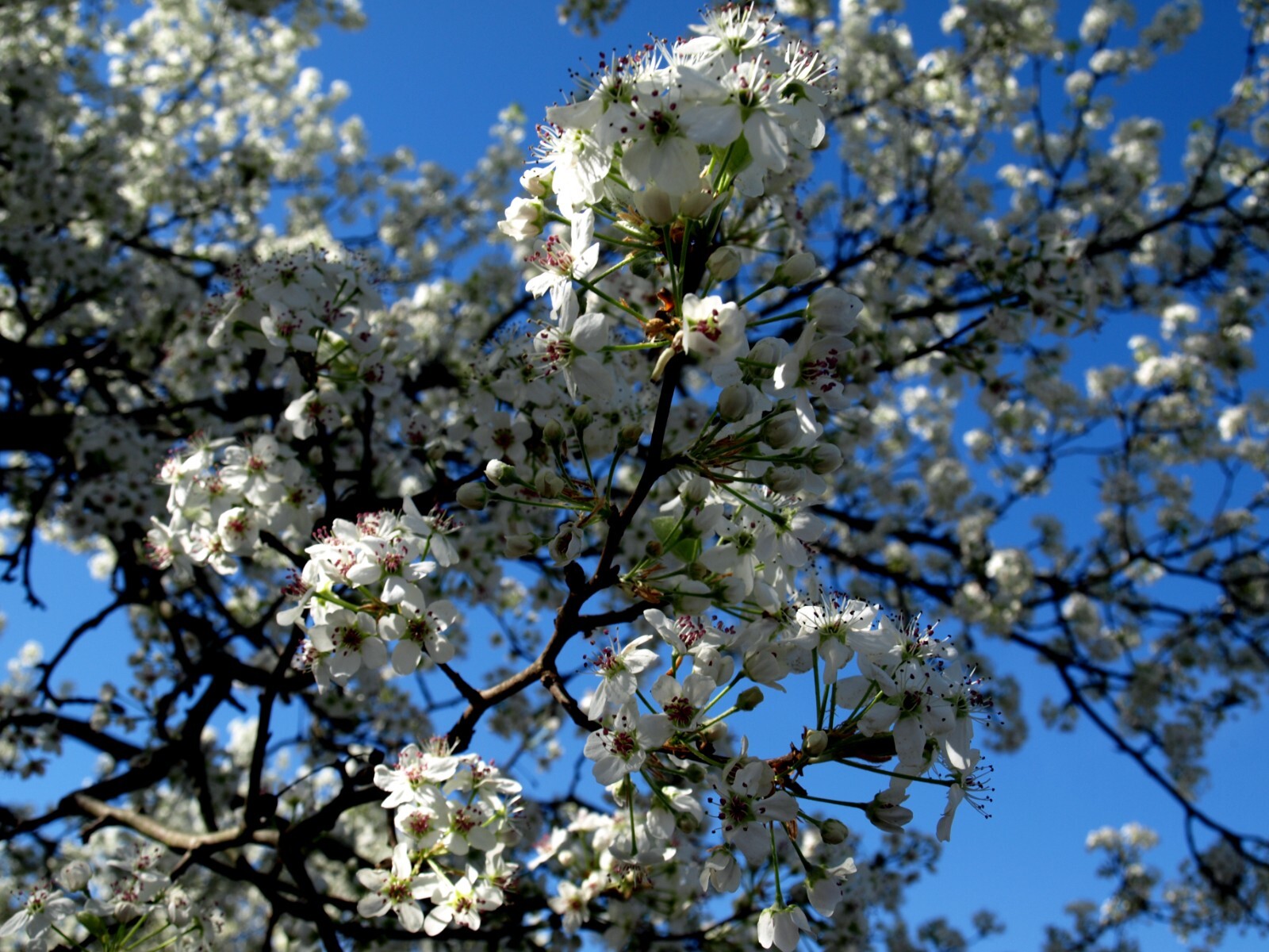 Bradford Pear Tree Seeds (Pyrus calleryana) “Callery” Fast Cold Hardy to Zone 4