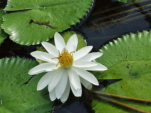 Nymphaea pubescens Willd | White Flower | Hairy Water Lily | 25 Seeds
