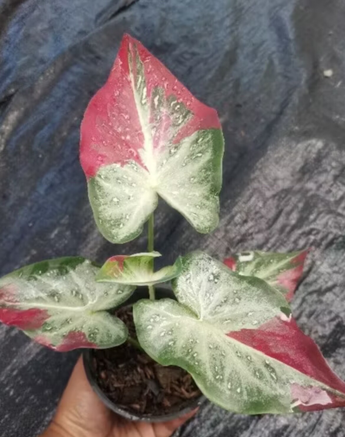 AUTHENTIC Caladium Shycool 1 bulbs