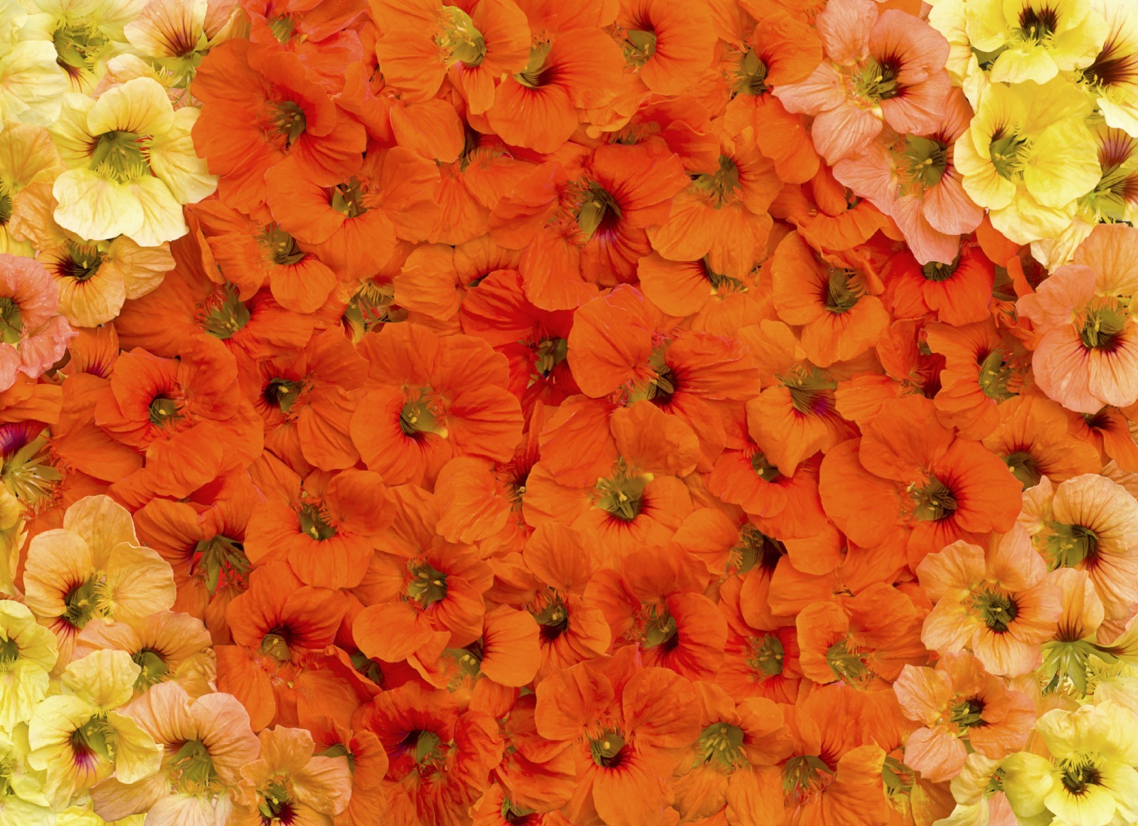Jewel Mix Nasturtium Flower Seeds | Heirloom | Non-GMO | Fresh Garden Seeds