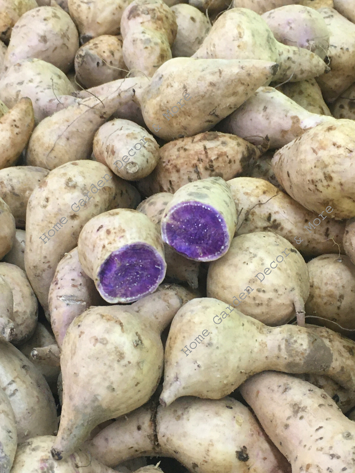 5 POUNDS Purple Flesh Japanese Okinawan Sweet Yam Hawaiian Potatoes for Cooking