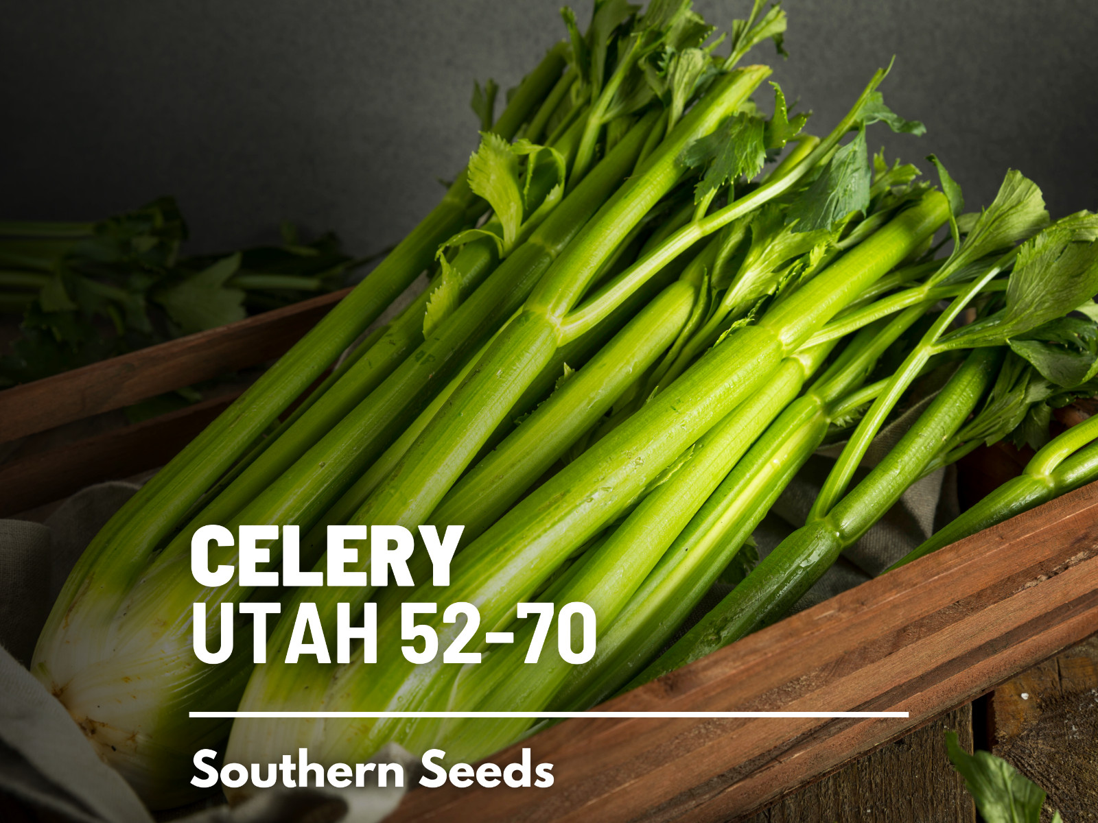 Celery, Utah 52-70 – 300 Seeds – Heirloom – Non GMO (Apium Graveolens)