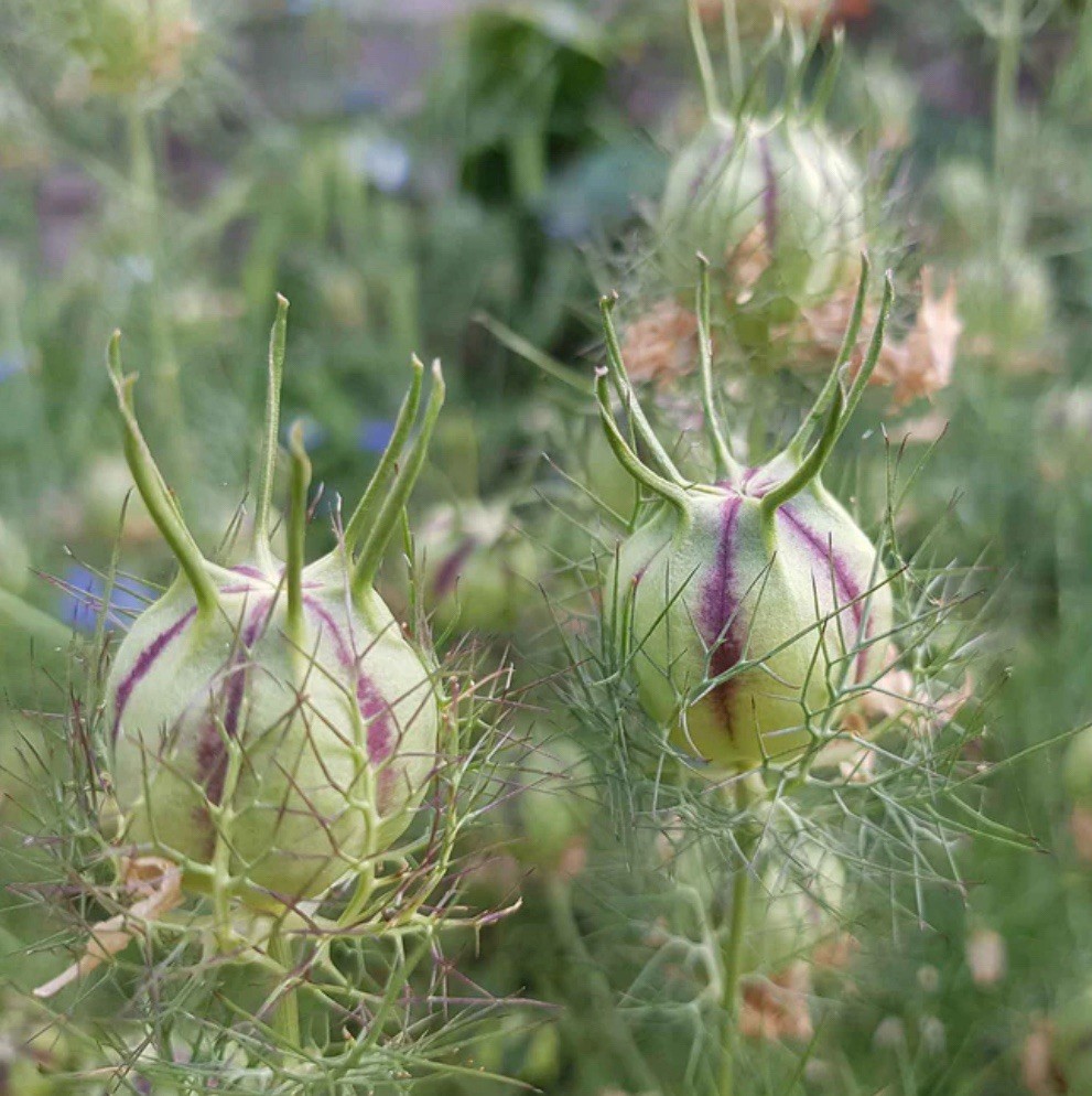 3 Pack Flower Seeds~Organic Heirloom~ Love In A Mist~Hollhock~Bachelor Button