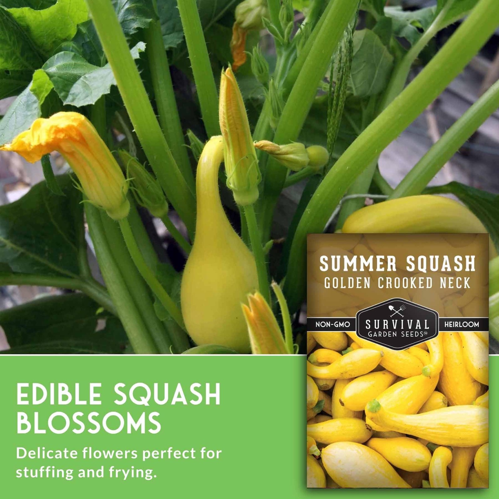 Heirloom Crookneck Squash Seeds NonGMO, FastGrowing, HighYield 5 Packs
