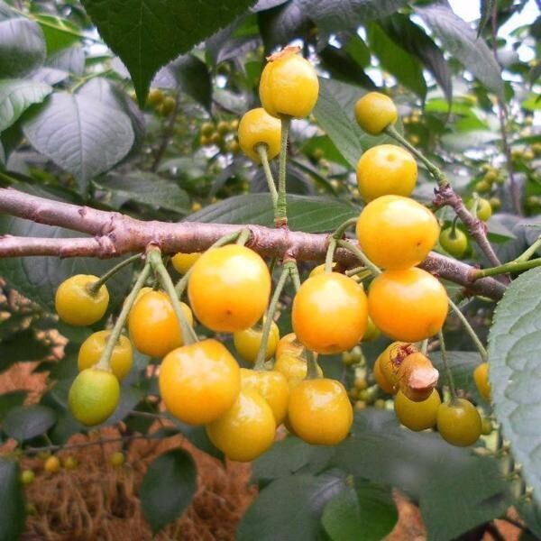 Yellow Jamaican Cherry Tree Muntingia calabura ~ Rooted Starter Plant
