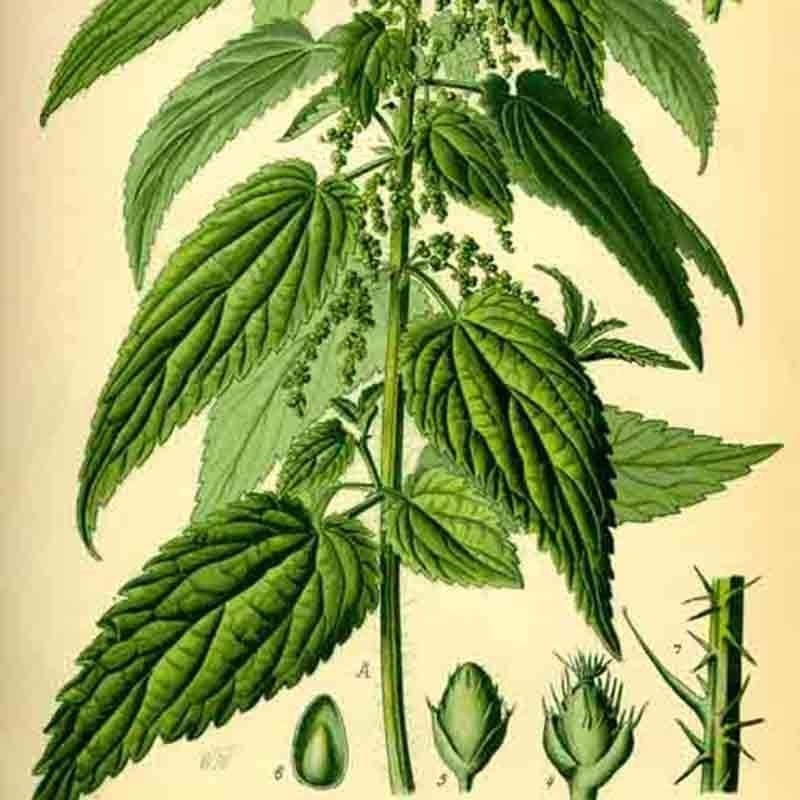 2000+ STINGING NETTLE SEEDS HEIRLOOM SPRING PERENNIAL HERB MEDICINAL POLLINATORS