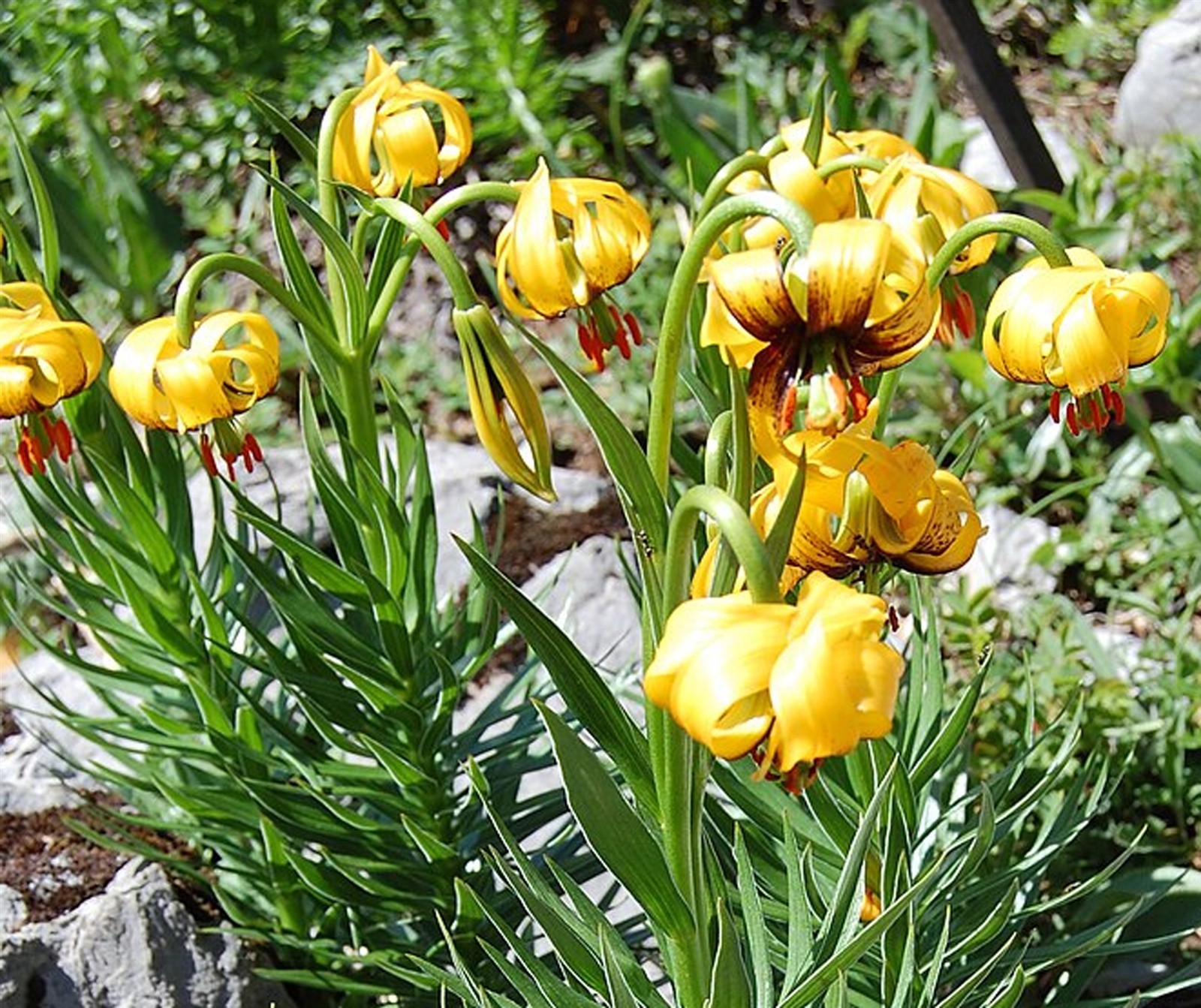 Lilium pyenaicum carniolicum bosniacum | Bosnian Lily | 10_Seeds